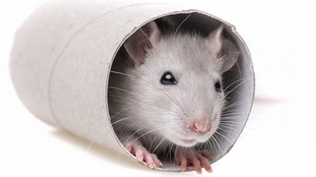 mouse-in-a-tube-e1423004642299