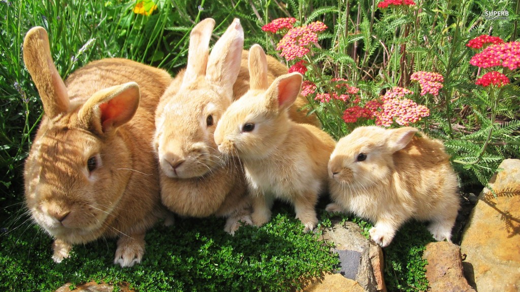 rabbit-family-bunny-animals-1920x1080-wallpaper426899