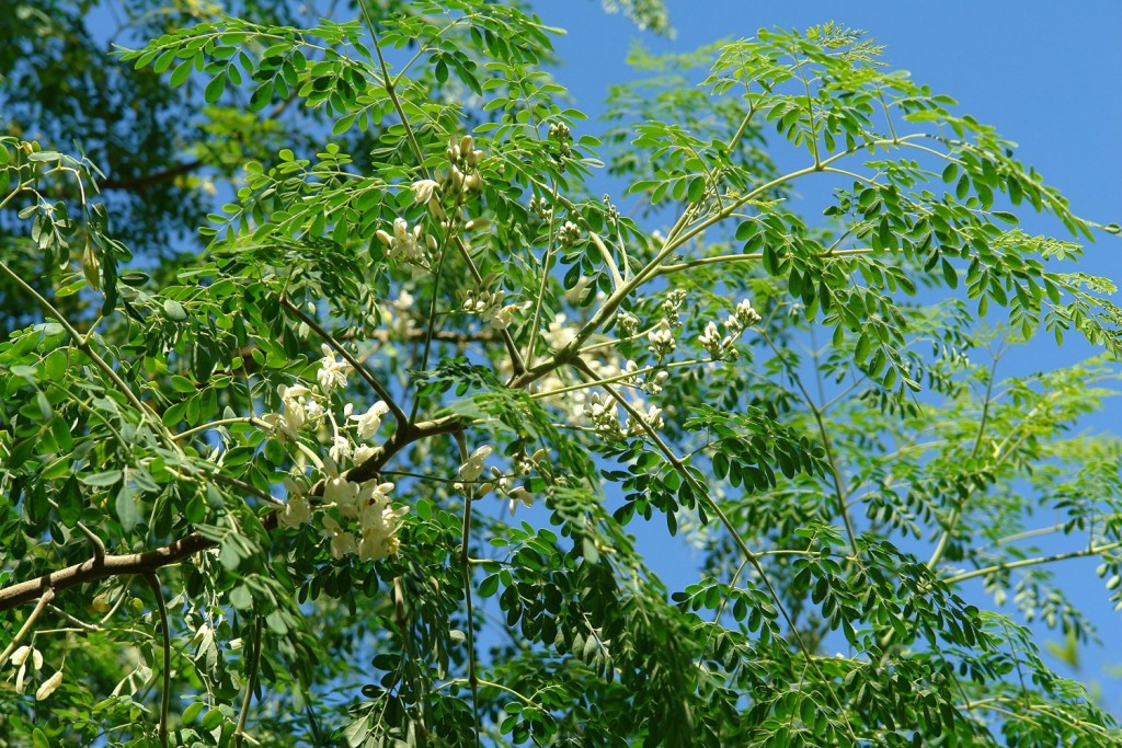 moringa-oleifera-flowers-palm-beach-medicinal-herbs (3)